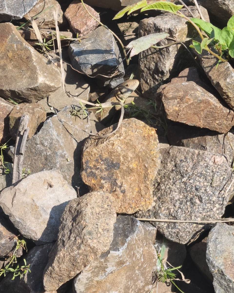 wo ist die EIdechse uai